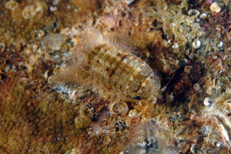 Cymodoce truncata